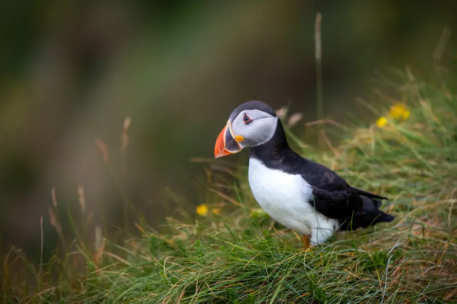 puffin isle of mull